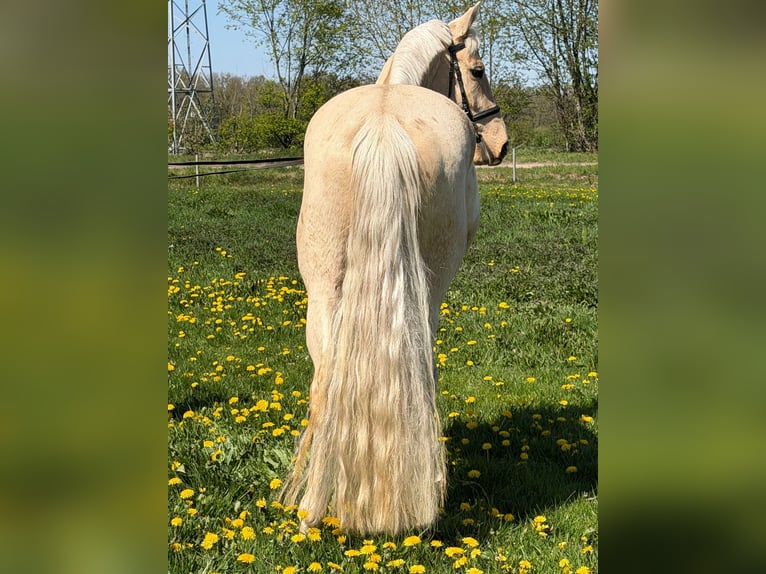 Other Warmbloods Mare 4 years 15,3 hh Palomino in Lehe