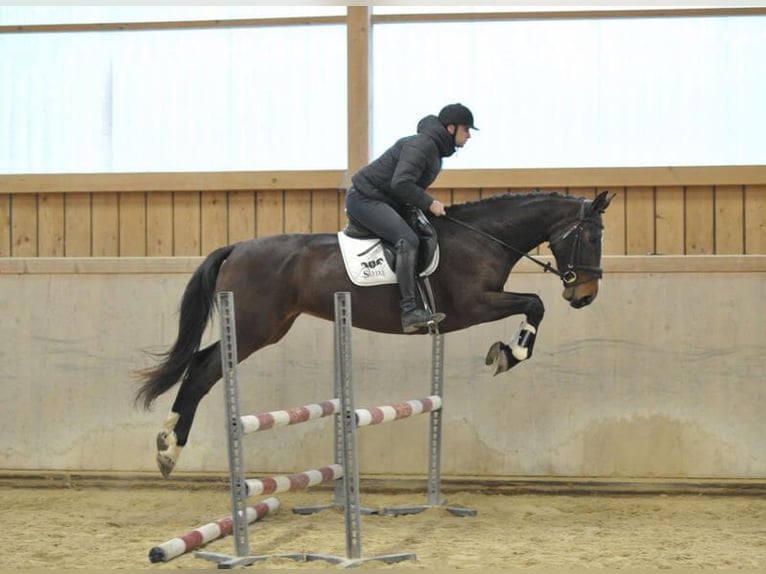 Other Warmbloods Mare 4 years 16,1 hh Bay-Dark in Wellheim