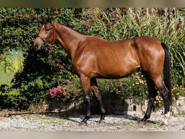 Other Warmbloods Mare 4 years 16.1 hh Bay in Poznań