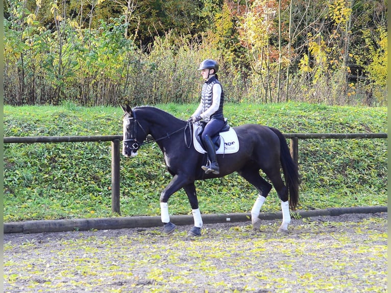 Other Warmbloods Mare 4 years 16.1 hh Black in Wellheim