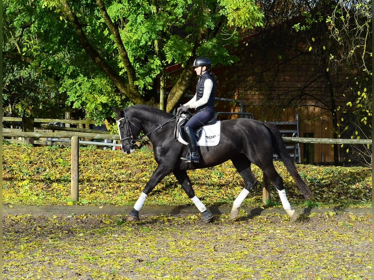Other Warmbloods Mare 4 years 16.1 hh Black in Wellheim