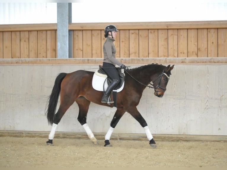 Other Warmbloods Mare 4 years 16,1 hh Brown in Wellheim