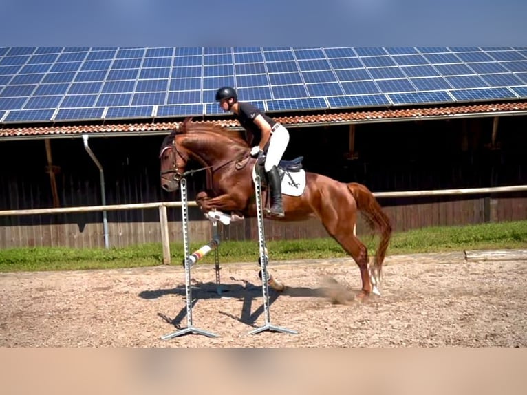 Other Warmbloods Mare 4 years 16,1 hh Chestnut-Red in Wellheim