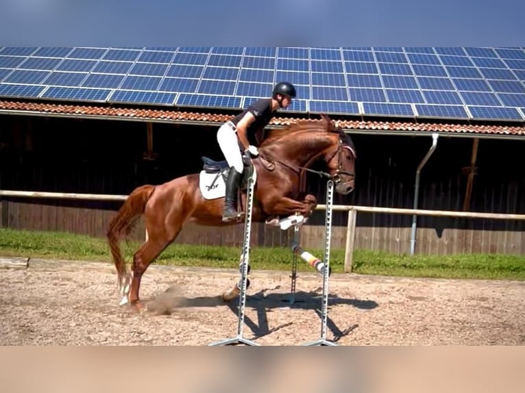 Other Warmbloods Mare 4 years 16,1 hh Chestnut-Red in Wellheim