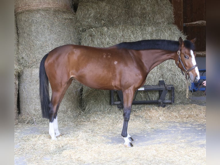 Other Warmbloods Mare 4 years 16,1 hh in Erharting
