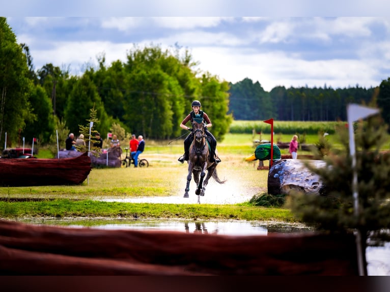 Other Warmbloods Mare 4 years 16.1 hh Grey in Międzyłęż