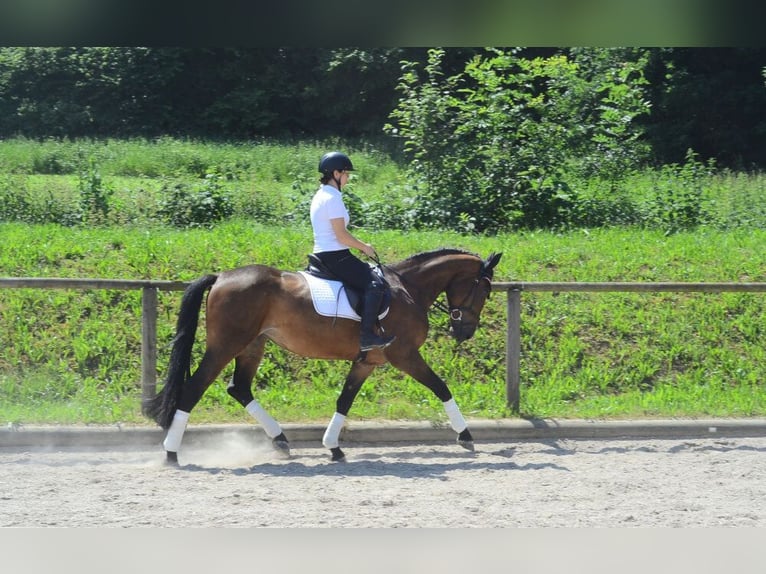 Other Warmbloods Mare 4 years 16 hh Brown in Wellheim