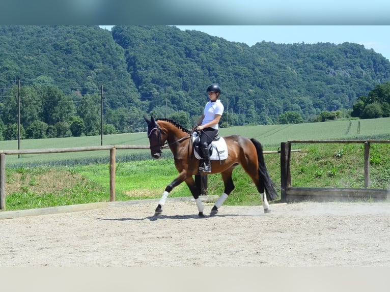 Other Warmbloods Mare 4 years 16 hh Brown in Wellheim
