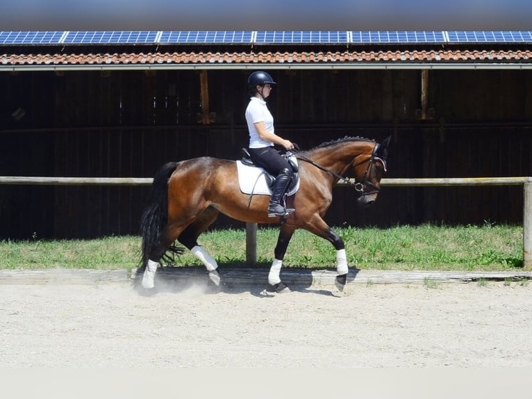 Other Warmbloods Mare 4 years 16 hh Brown in Wellheim