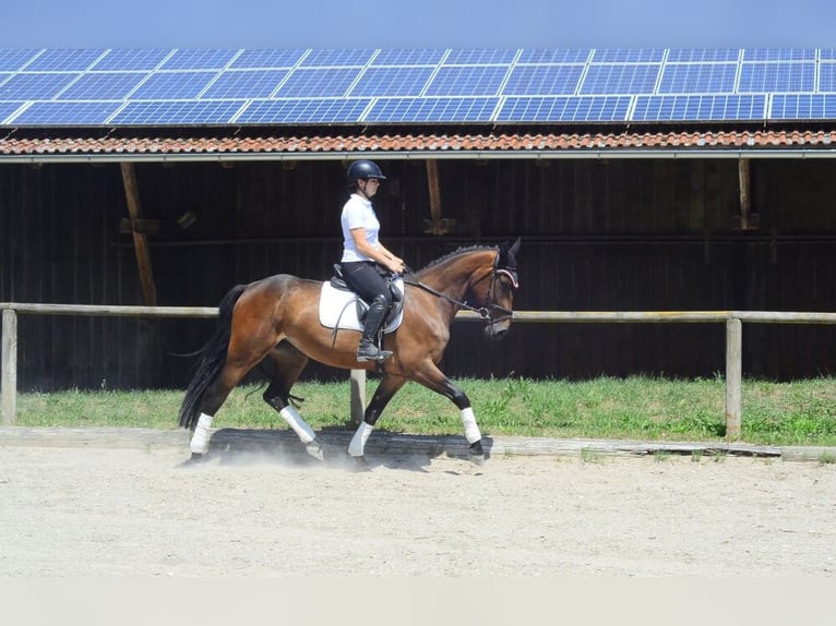 Other Warmbloods Mare 4 years 16 hh Brown in Wellheim