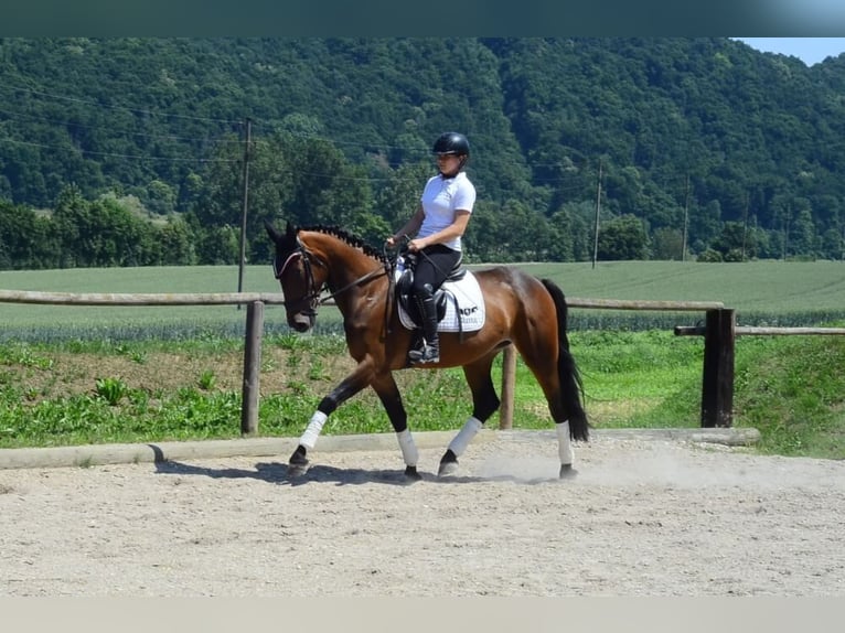 Other Warmbloods Mare 4 years 16 hh Brown in Wellheim