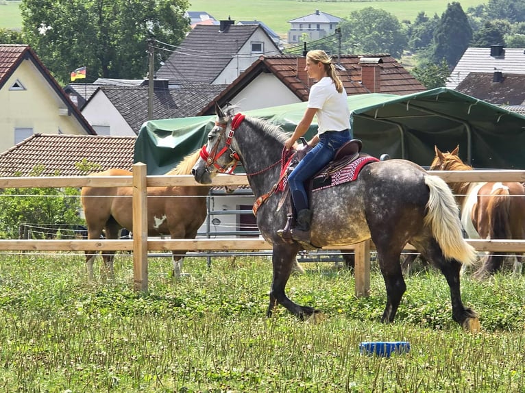 Other Warmbloods Mare 4 years 16 hh Gray-Dapple in Linkenbach