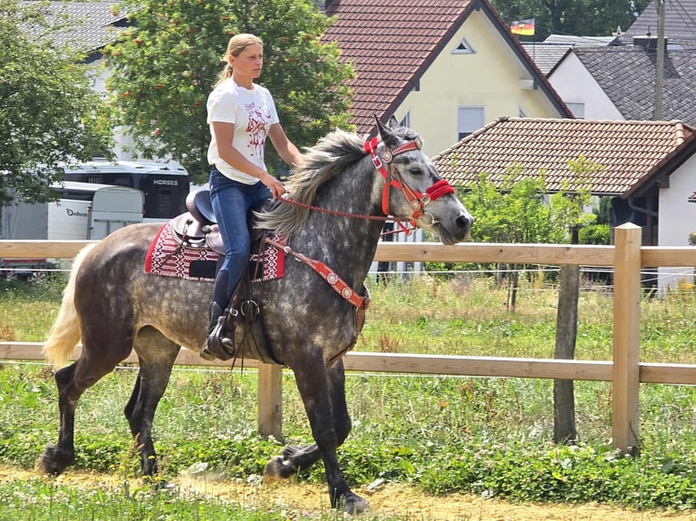 Other Warmbloods Mare 4 years 16 hh Gray-Dapple in Linkenbach