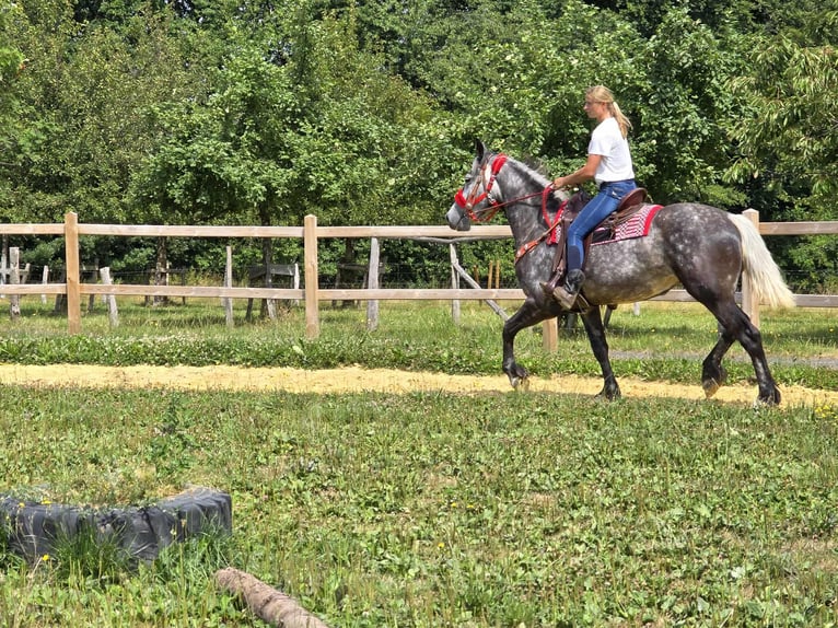 Other Warmbloods Mare 4 years 16 hh Gray-Dapple in Linkenbach