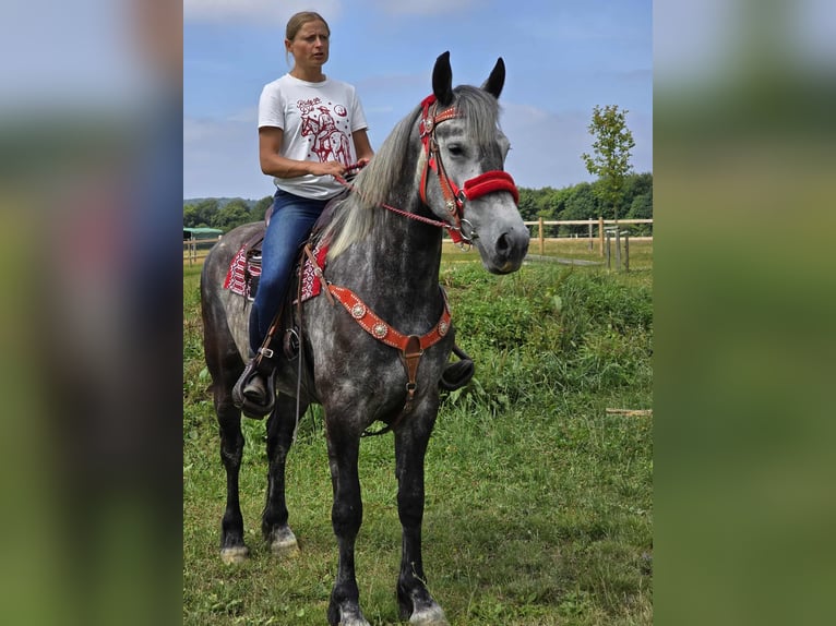 Other Warmbloods Mare 4 years 16 hh Gray-Dapple in Linkenbach