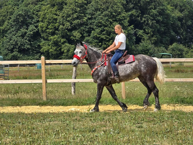 Other Warmbloods Mare 4 years 16 hh Gray-Dapple in Linkenbach