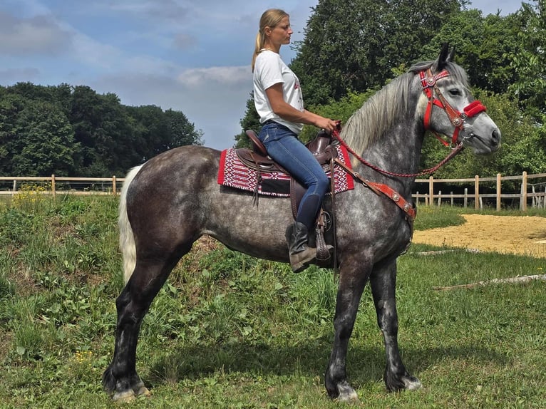 Other Warmbloods Mare 4 years 16 hh Gray-Dapple in Linkenbach
