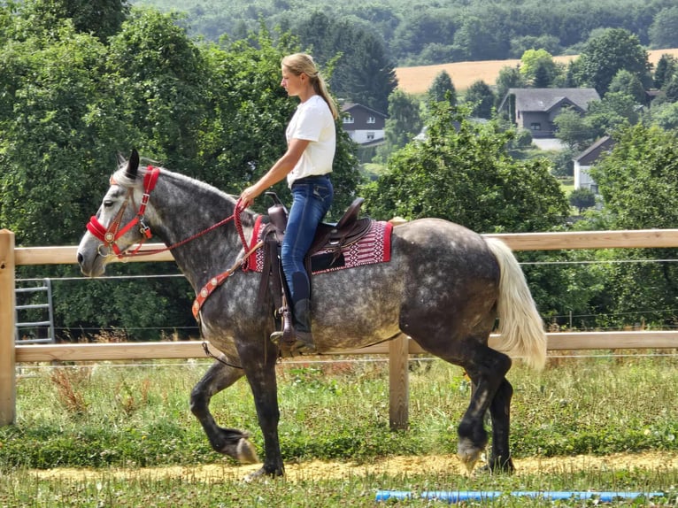 Other Warmbloods Mare 4 years 16 hh Gray-Dapple in Linkenbach