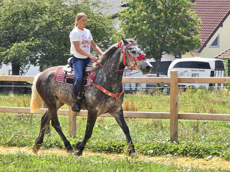 Other Warmbloods Mare 4 years 16 hh Gray-Dapple in Linkenbach