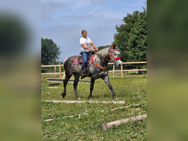 Other Warmbloods Mare 4 years 16 hh Gray-Dapple in Linkenbach