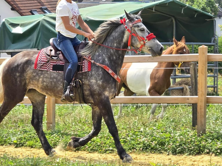 Other Warmbloods Mare 4 years 16 hh Gray-Dapple in Linkenbach