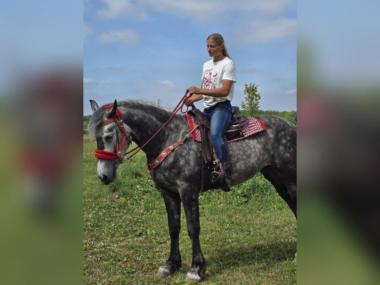 Other Warmbloods Mare 4 years 16 hh Gray-Dapple in Linkenbach