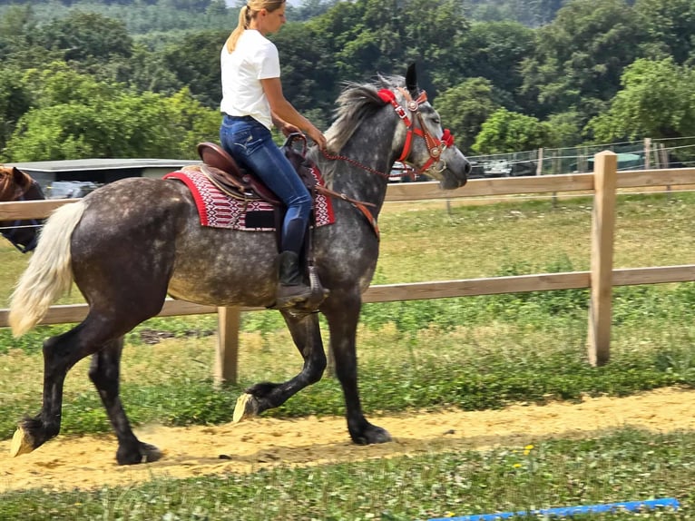 Other Warmbloods Mare 4 years 16 hh Gray-Dapple in Linkenbach