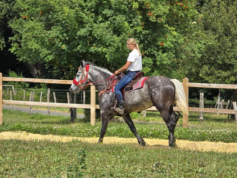 Other Warmbloods Mare 4 years 16 hh Gray-Dapple in Linkenbach