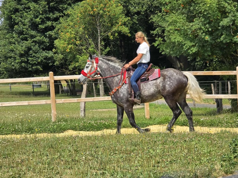 Other Warmbloods Mare 4 years 16 hh Gray-Dapple in Linkenbach