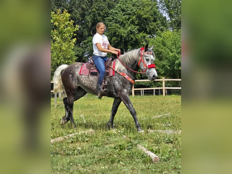Other Warmbloods Mare 4 years 16 hh Gray-Dapple in Linkenbach