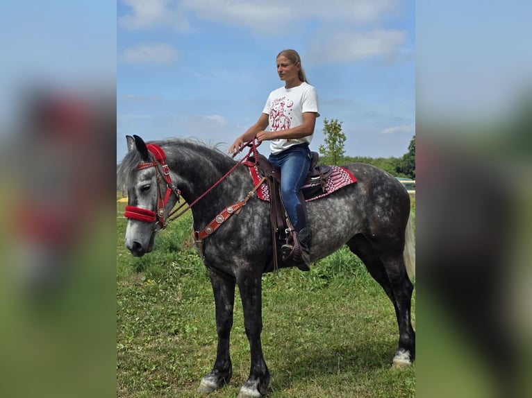 Other Warmbloods Mare 4 years 16 hh Gray-Dapple in Linkenbach