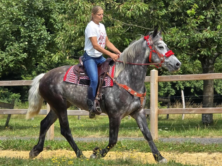 Other Warmbloods Mare 4 years 16 hh Gray-Dapple in Linkenbach
