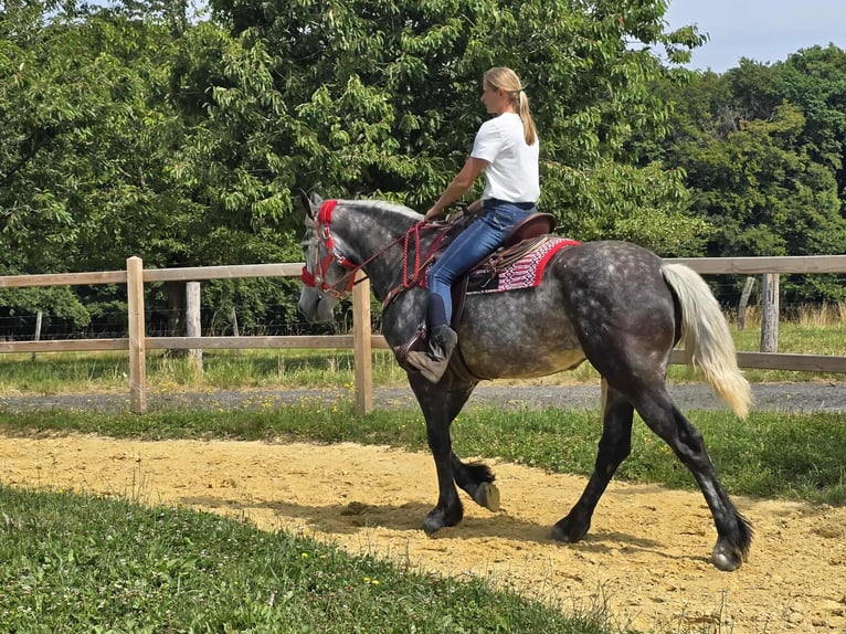 Other Warmbloods Mare 4 years 16 hh Gray-Dapple in Linkenbach
