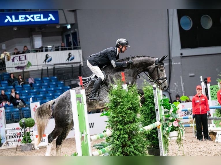 Other Warmbloods Mare 4 years 16 hh Grey in Paik&#xFC;la