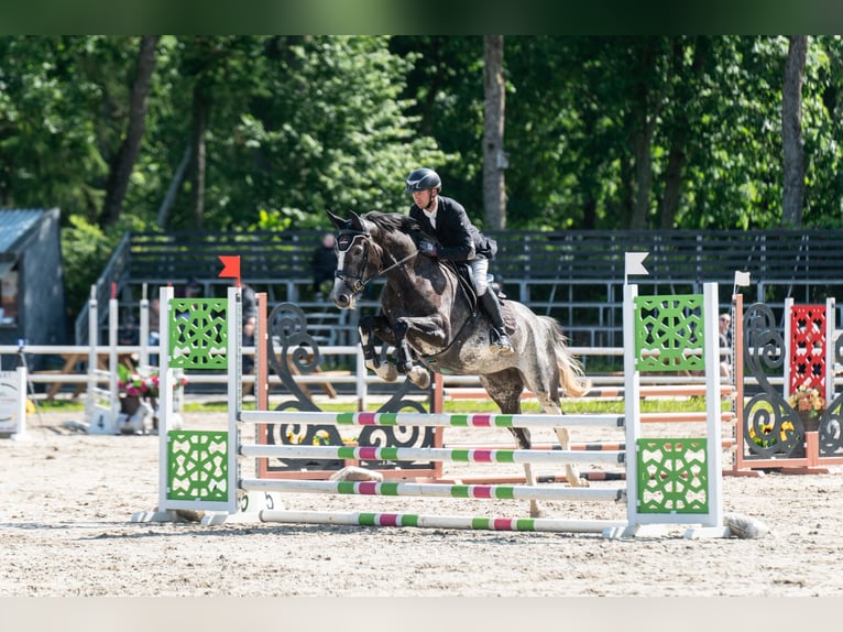 Other Warmbloods Mare 4 years 16 hh Grey in Paik&#xFC;la