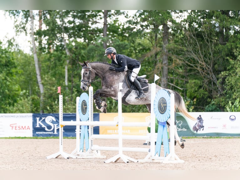 Other Warmbloods Mare 4 years 16 hh Grey in Paik&#xFC;la