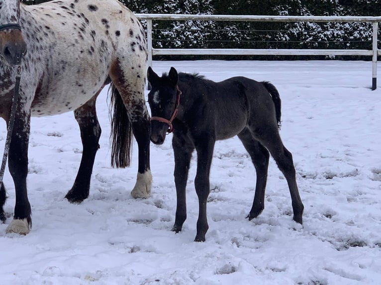 Other Warmbloods Mare 4 years 16 hh Leopard-Piebald in Chełmno