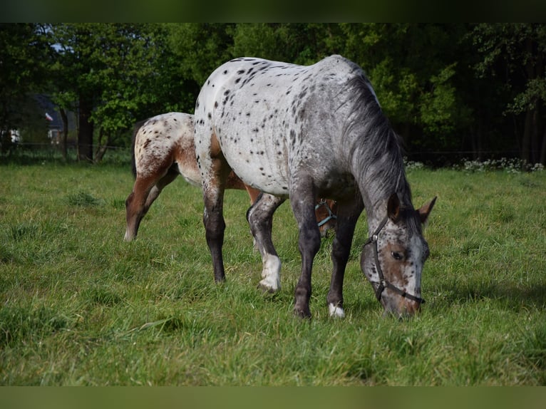 Other Warmbloods Mare 4 years 16 hh Leopard-Piebald in Chełmno