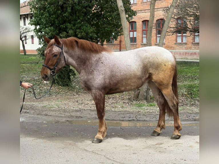 Other Warmbloods Mare 4 years 16 hh Roan-Red in Békéscsaba