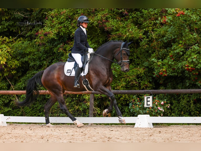 Other Warmbloods Mare 4 years 16 hh Smoky-Black in Siegen