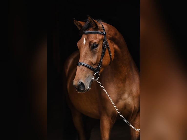 Other Warmbloods Mare 4 years 16,1 hh Bay in Poznań
