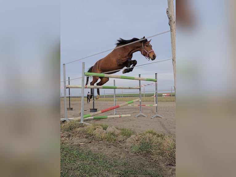 Other Warmbloods Mare 4 years 16,1 hh Bay in Poznań