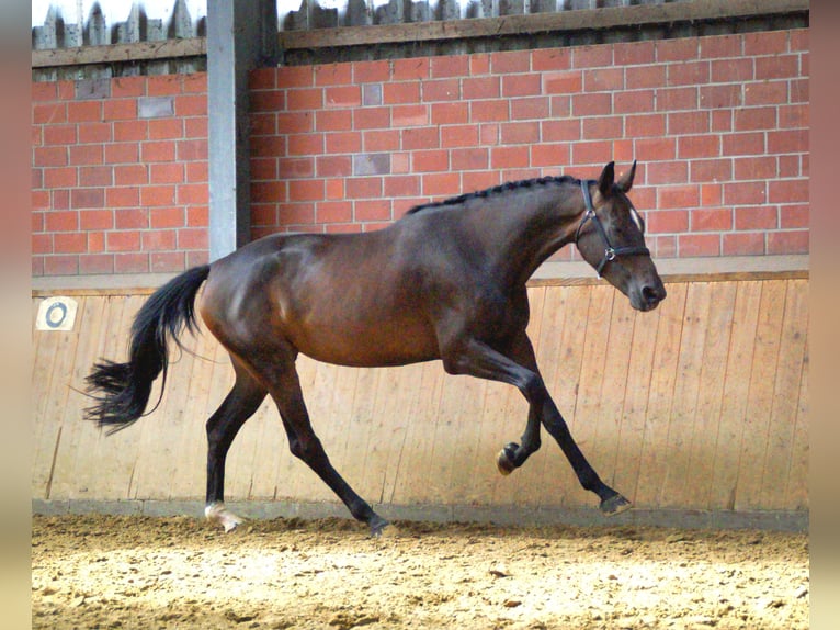 Other Warmbloods Mare 4 years 16,1 hh in Dorsten