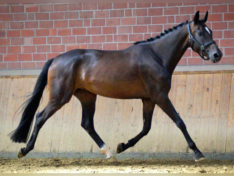 Other Warmbloods Mare 4 years 16,1 hh in Dorsten