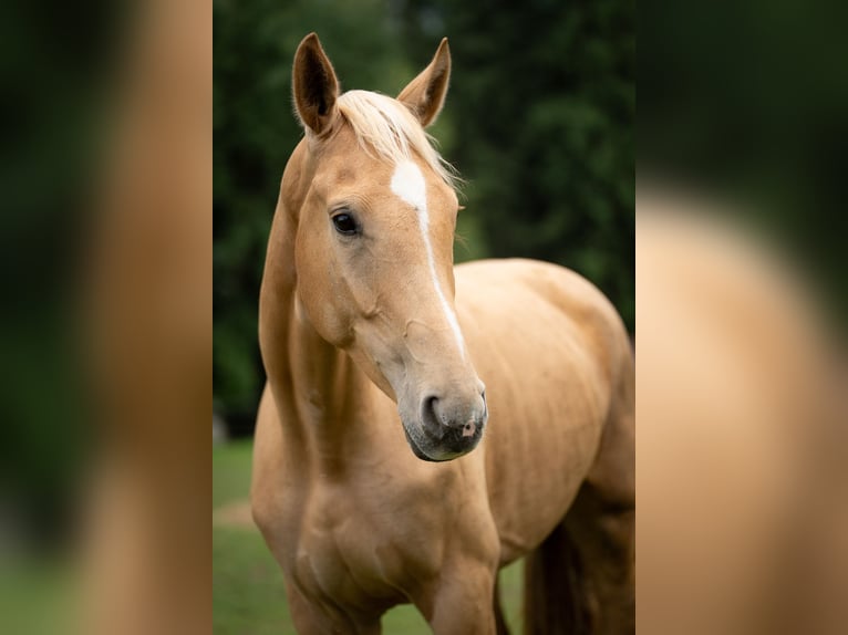 Other Warmbloods Mare 4 years 16,1 hh Palomino in Berndorf