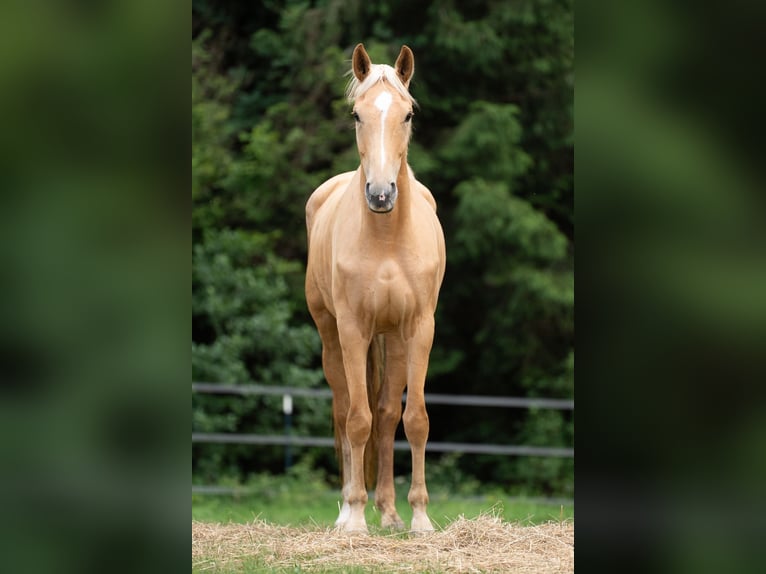 Other Warmbloods Mare 4 years 16,1 hh Palomino in Berndorf