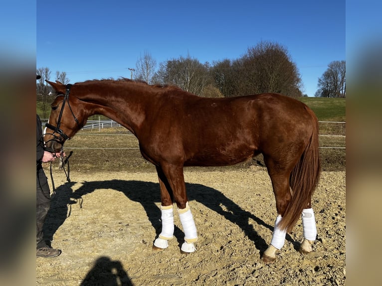 Other Warmbloods Mare 4 years 17,1 hh Chestnut-Red in WipperfürthWipperfürth