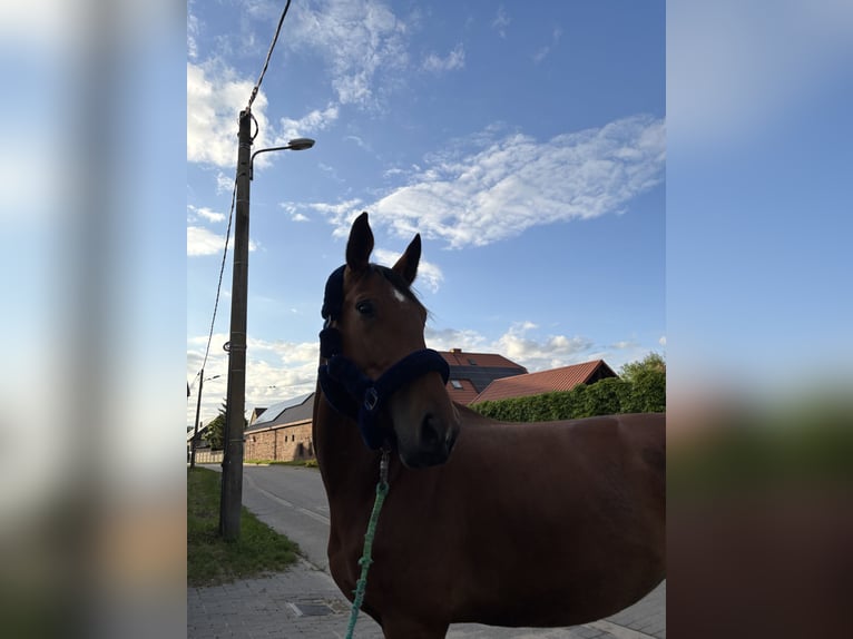 Other Warmbloods Mare 4 years 17 hh Brown in G&#x142;og&#xF3;w