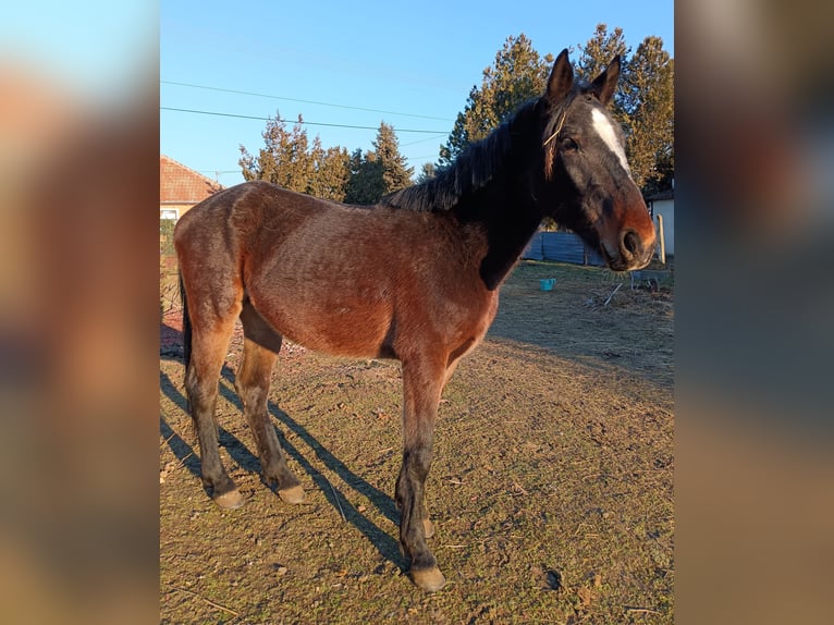 Other Warmbloods Mix Mare 5 years 14,2 hh Bay-Dark in Abony