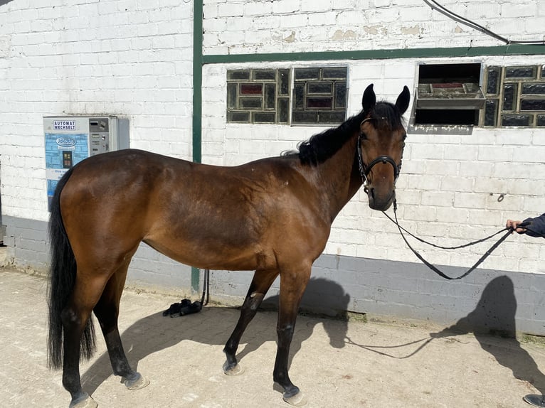 Other Warmbloods Mare 5 years 14,2 hh Brown in Aachen